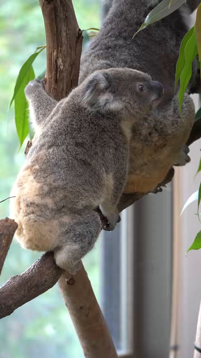 コアラ ♡ サングラスコアちゃんʢ•·̫•ʡ むかし、むか〜し、きむち用に