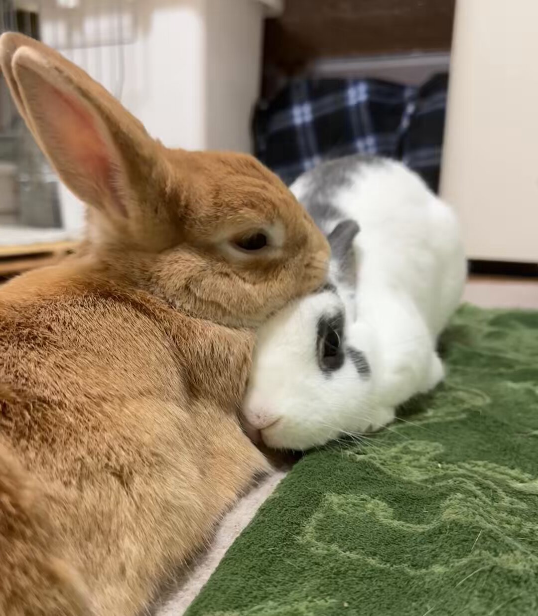 うさうさき♥3点おまとめ♥⁠◍⁠•⁠ᴗ⁠•⁠◍⁠)⁠❤ Grey🐔🥑❤️🔥& 🌊❤️🌹 | C0mms open!! ✨ on X: 
