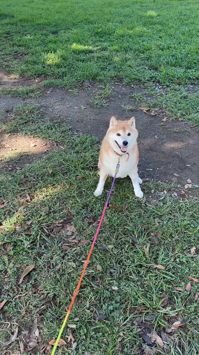 柴犬ハナ (@87shiba87) / X