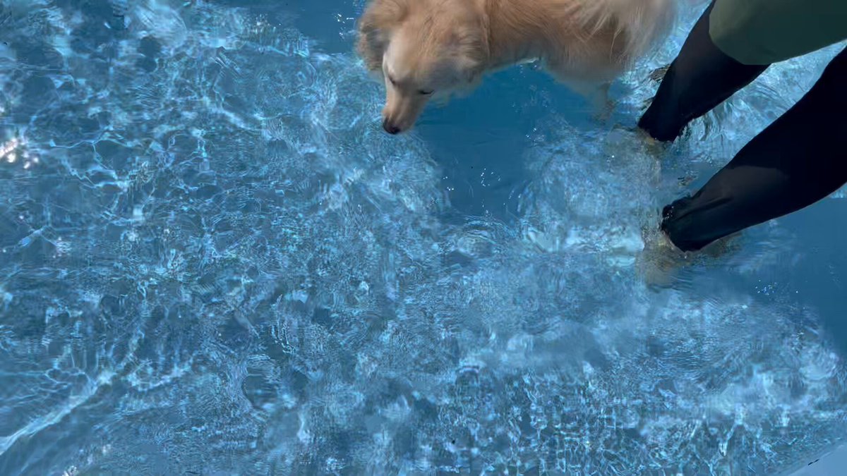 とろろ犬　エメラルド ポメックスのとろろくん (@monaka_0507) / X