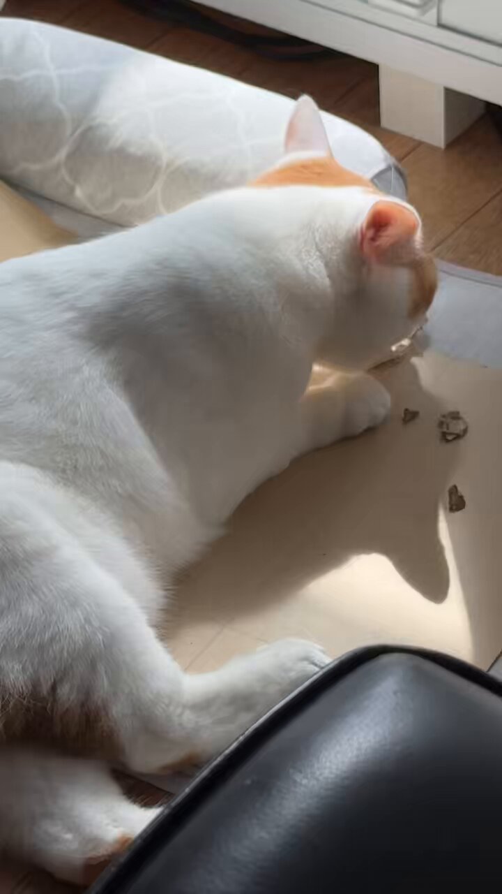 こねこ屋様♡ありがとうございます♡ ハッピーハロウィーニャ！