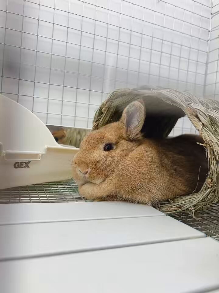 うさぎのしっぽ恵比寿店 on X: 
