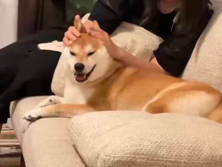 もなかまるページです。 名犬もなかまる on X: 