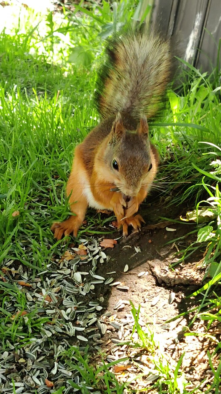 vintage squirrel ♡ クリスマスが待ち遠しい リスちゃん
