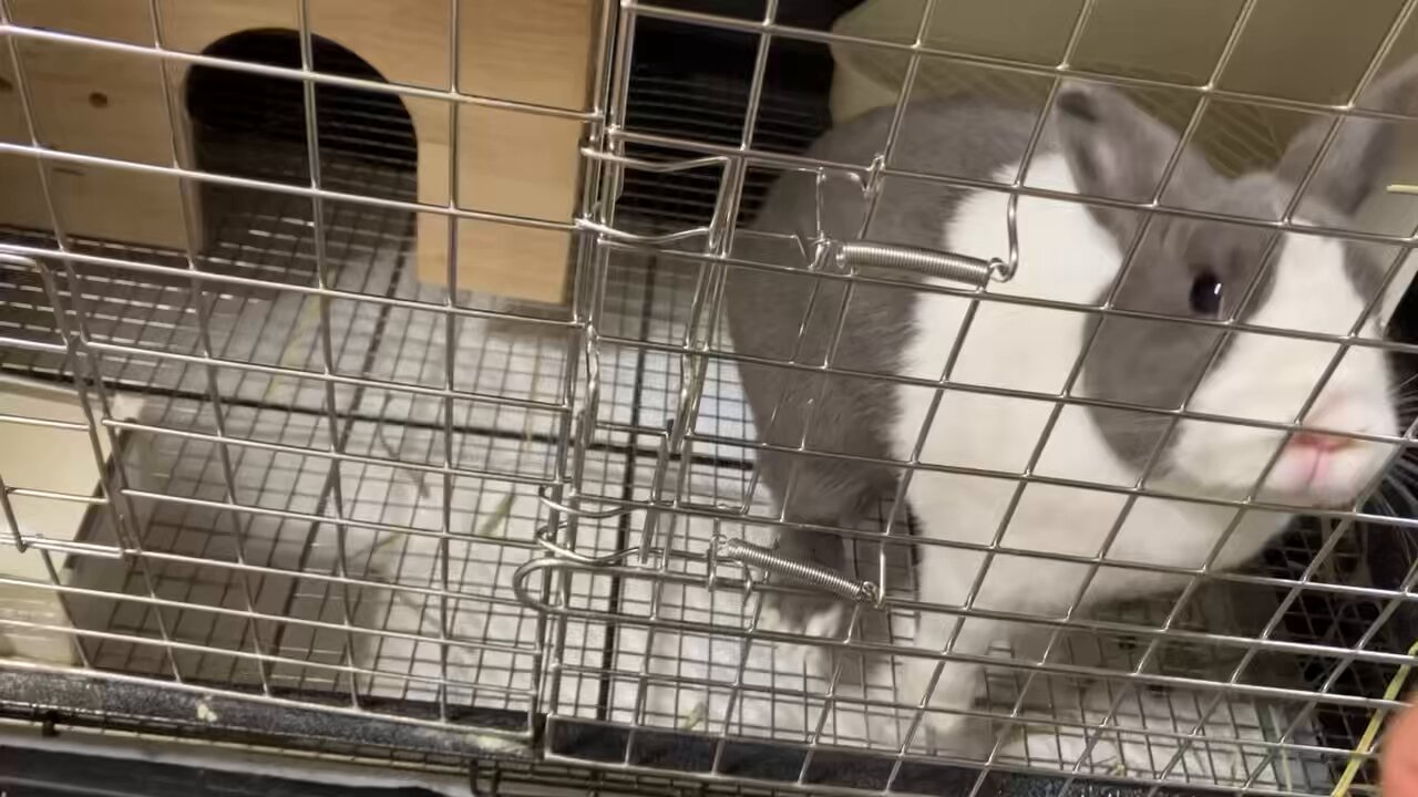 うさぎ好きマスター 竹内栖鳳 - うさぎ - マット紙ポスター – Kaito Japan Design