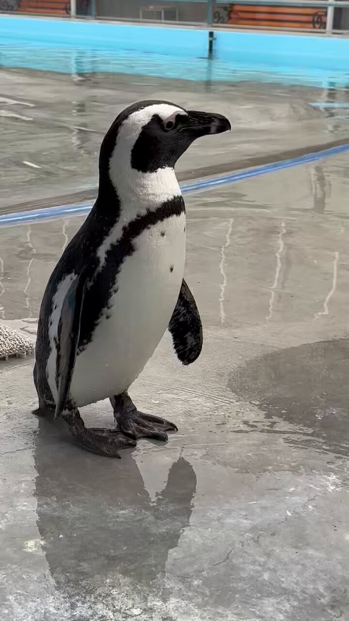 ペンギン様 ☆ペンギン☆ (@penguin00000001) / X