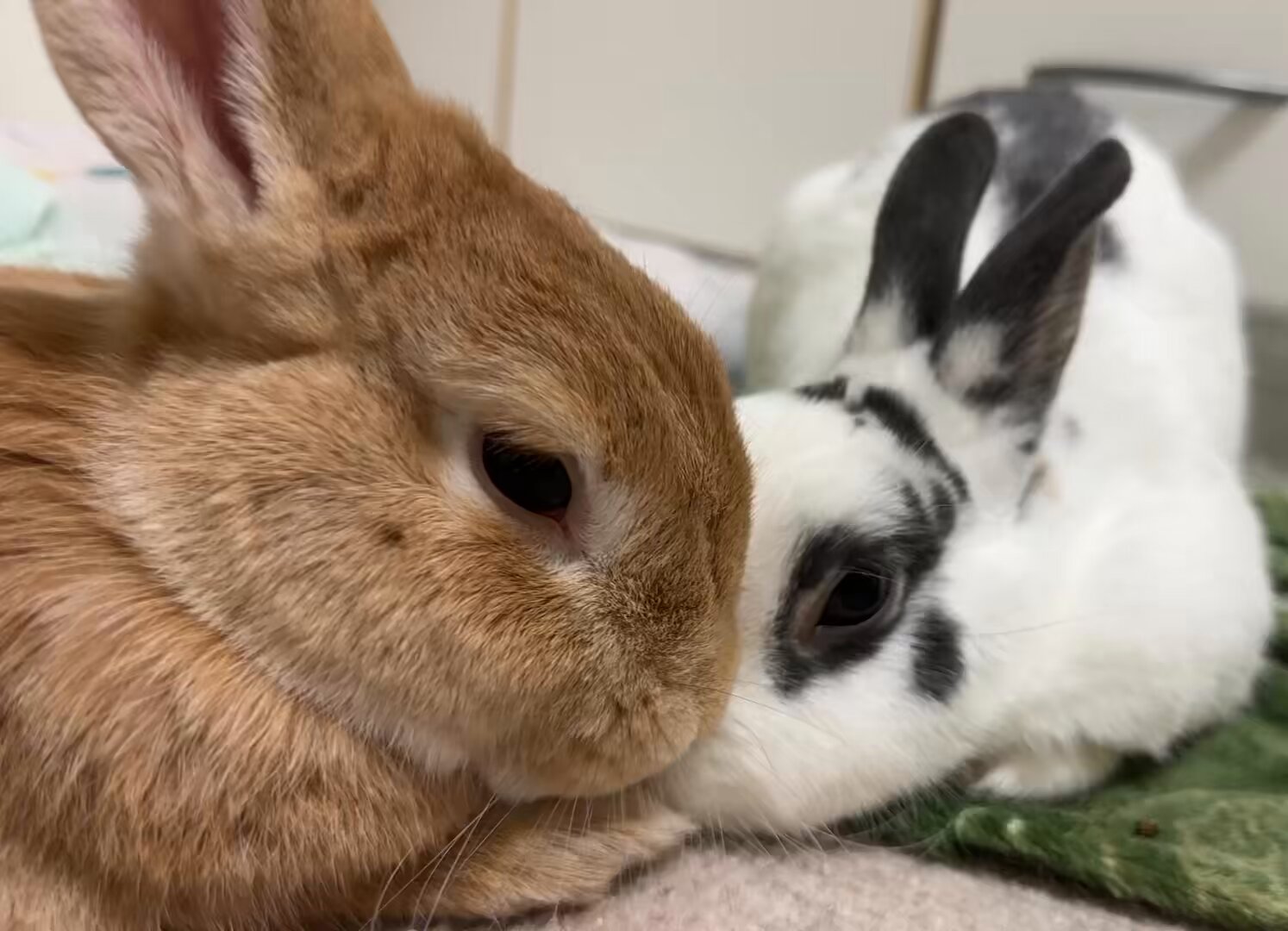うさうさき♥3点おまとめ♥⁠◍⁠•⁠ᴗ⁠•⁠◍⁠)⁠❤ S5O2qUvPV1zUMC1a.jpg