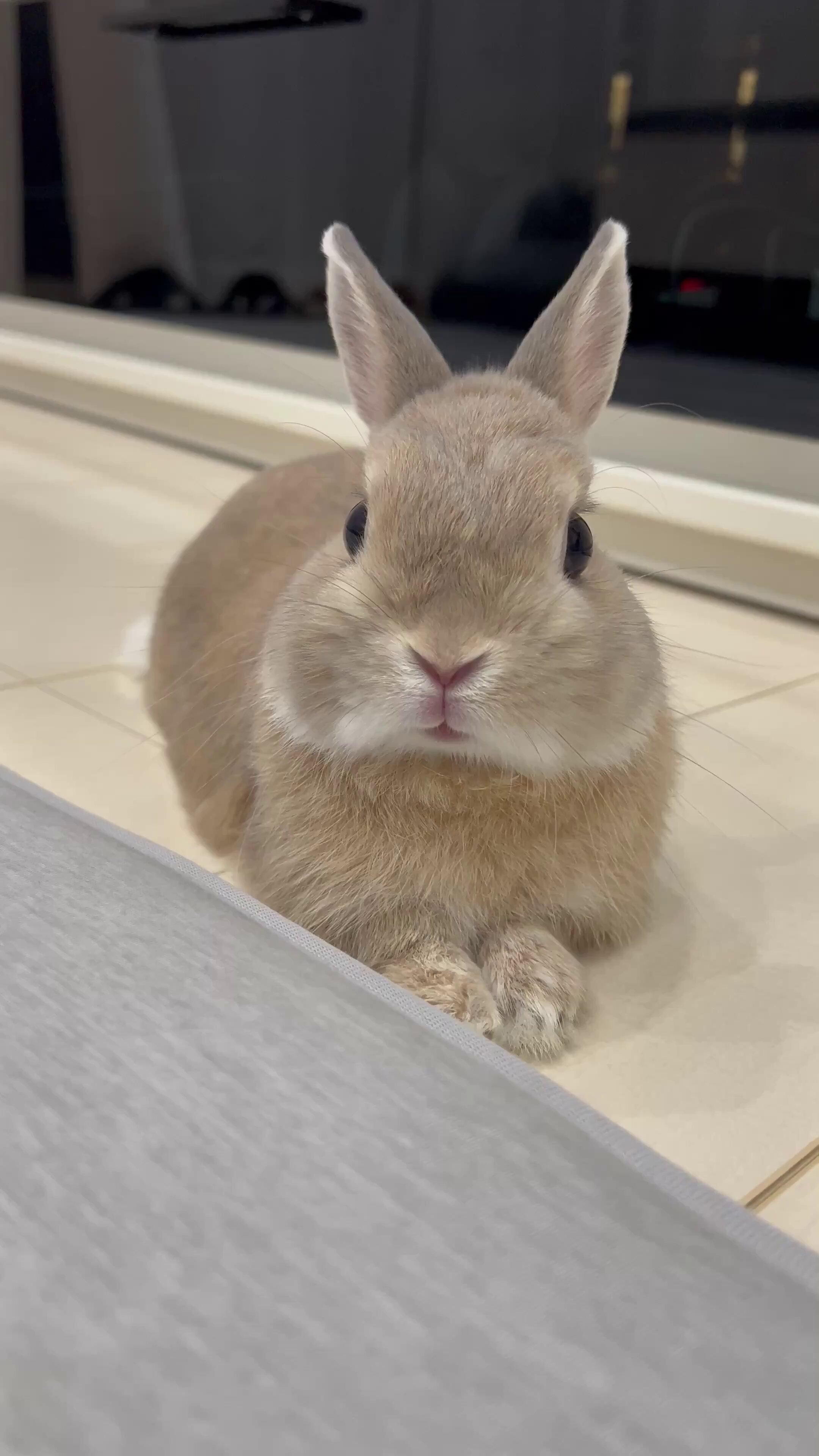 うさぎのもか on X: 