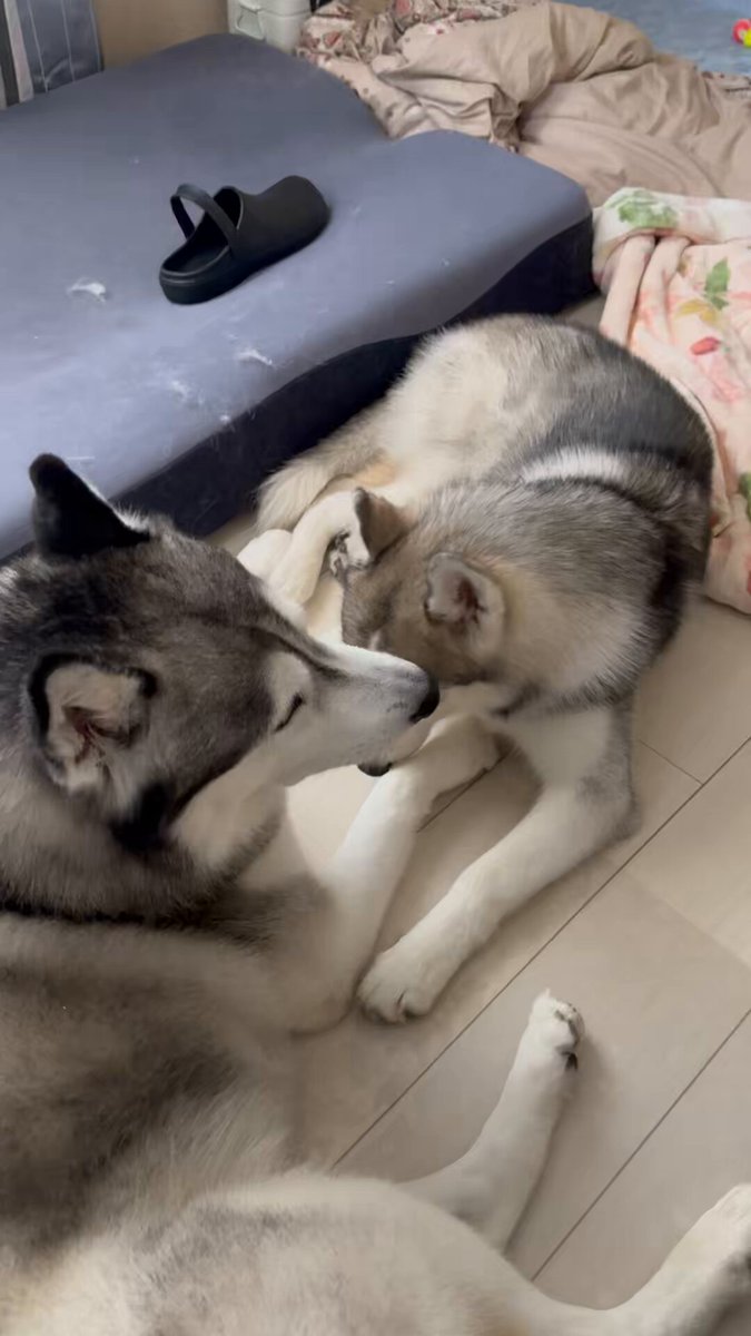 ジーニー☆さま専用ページ Genie(ジーニー) (@Genie_0213) / X