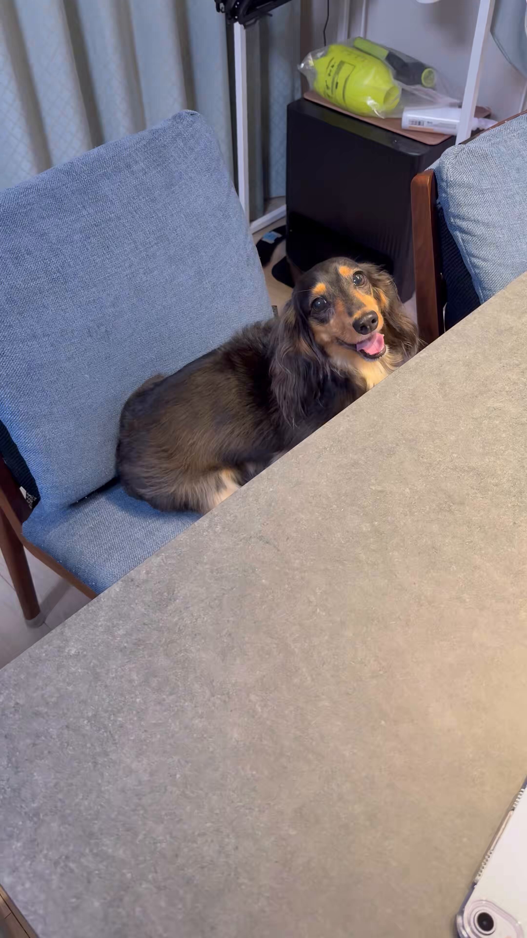 リラックスしている犬 しるう
