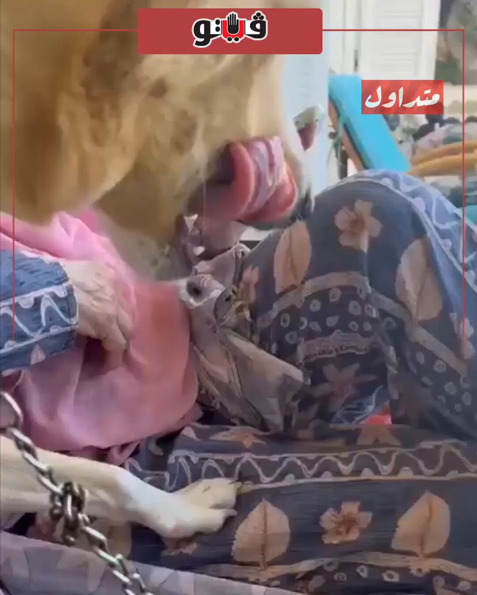 فيتو| سيبي التليفون.. تصرف كوميدي لكلب الفنانة #شمس_البارودي 