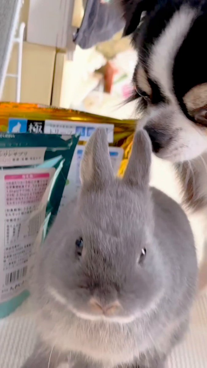 うさぎりんページ ぬいぐるみ オーガニックコットン アニマル ウサギ うさぎ HC