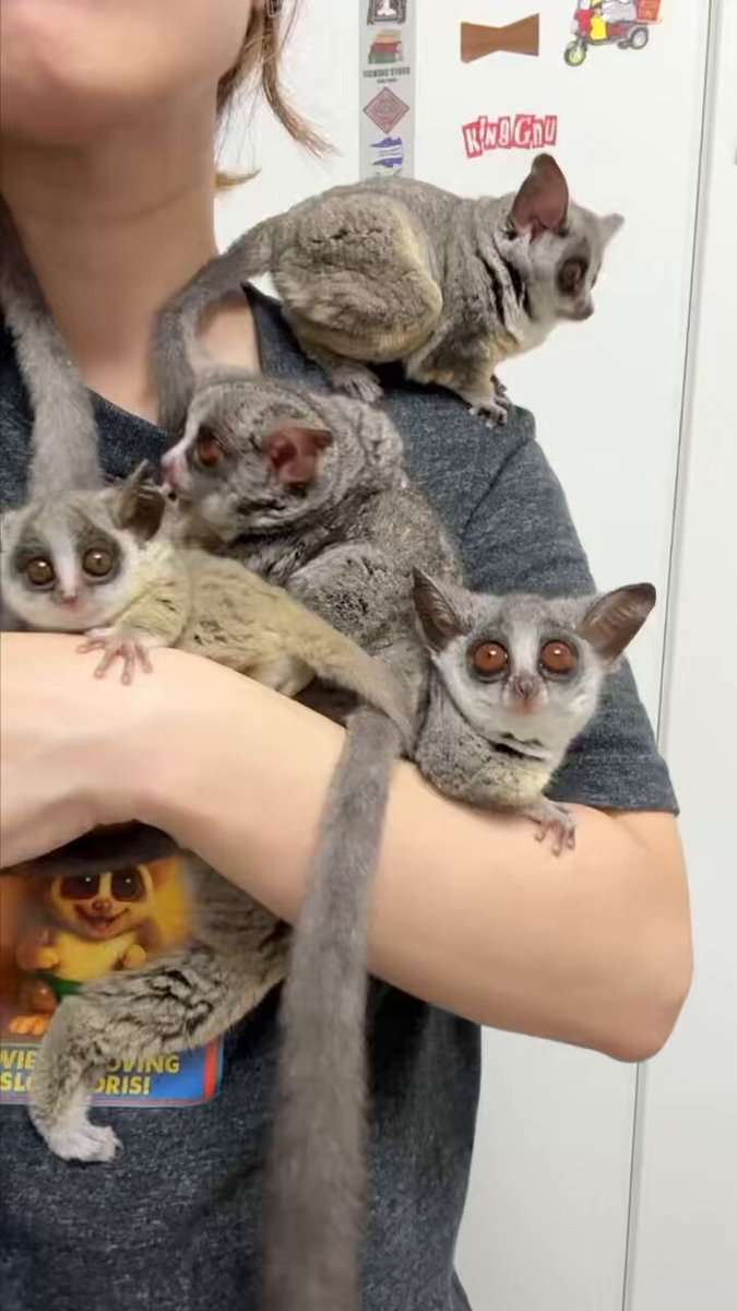 🦝🦝🦝🦝🦝💨 on X: 
