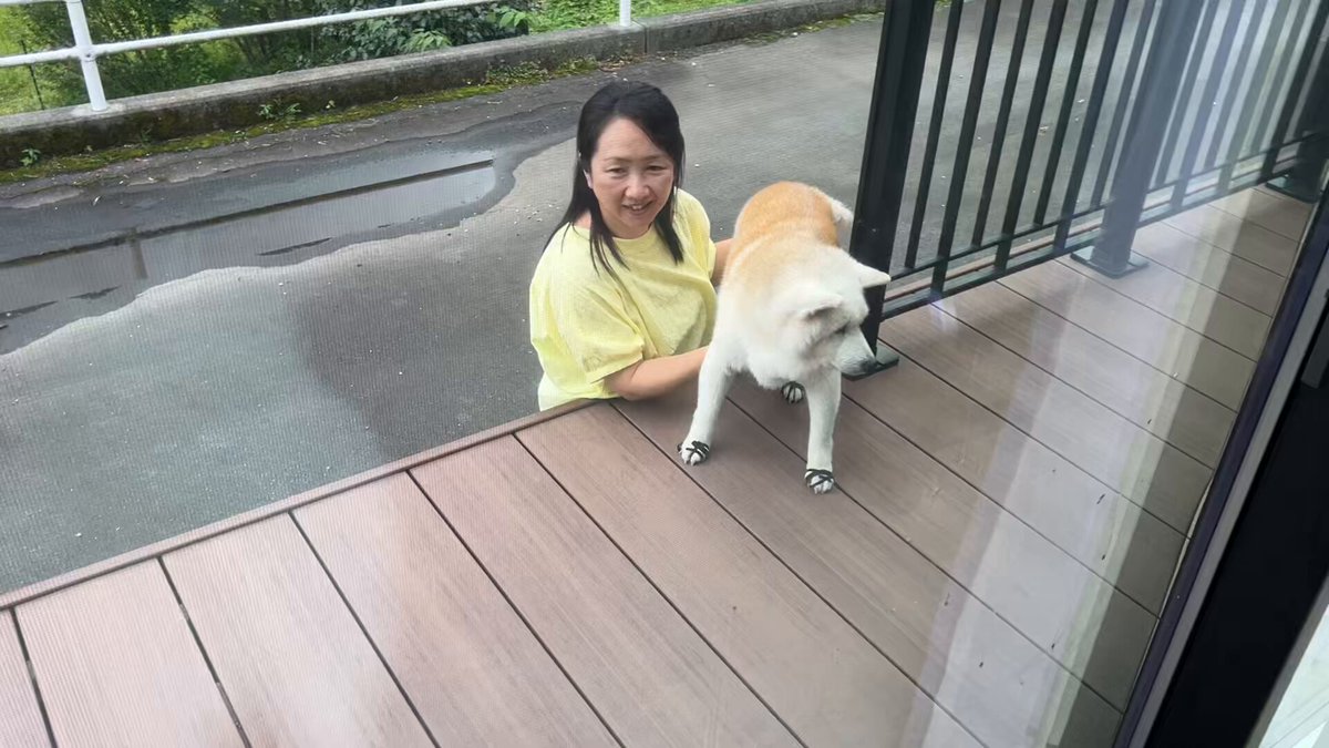 柴ちゃん2様 サクラ02(2418) 走帆荘 - 柴犬子犬