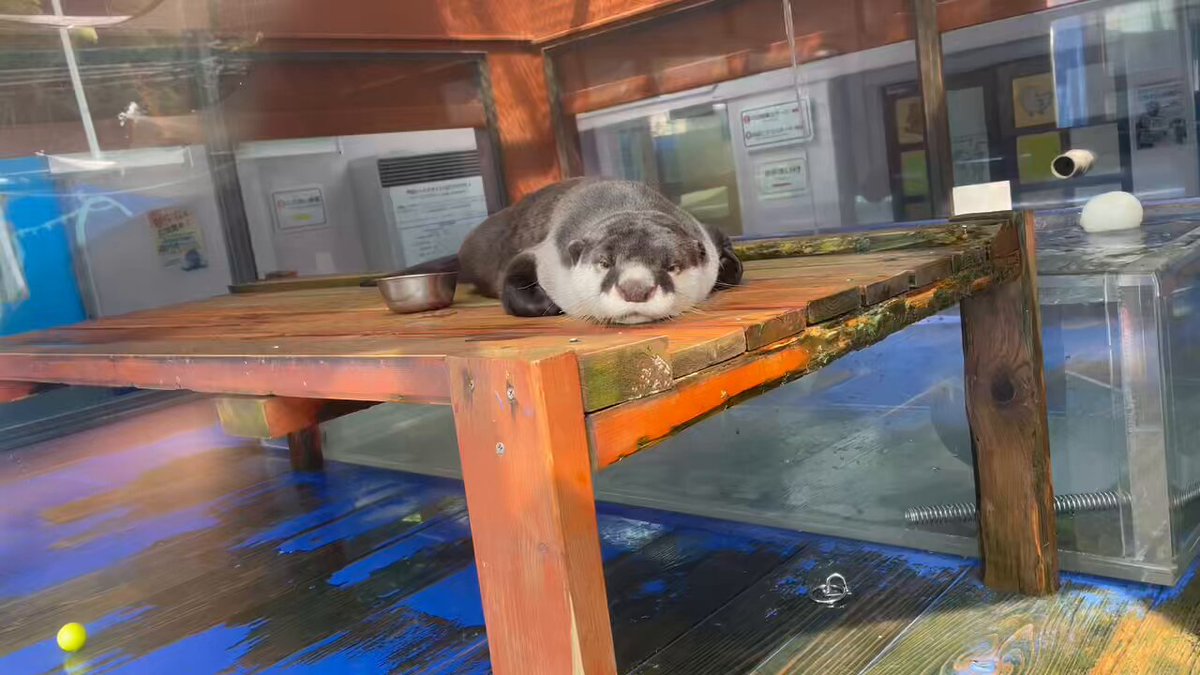 カワウソグッズ工房 (@kawauso_factory) / Posts / X