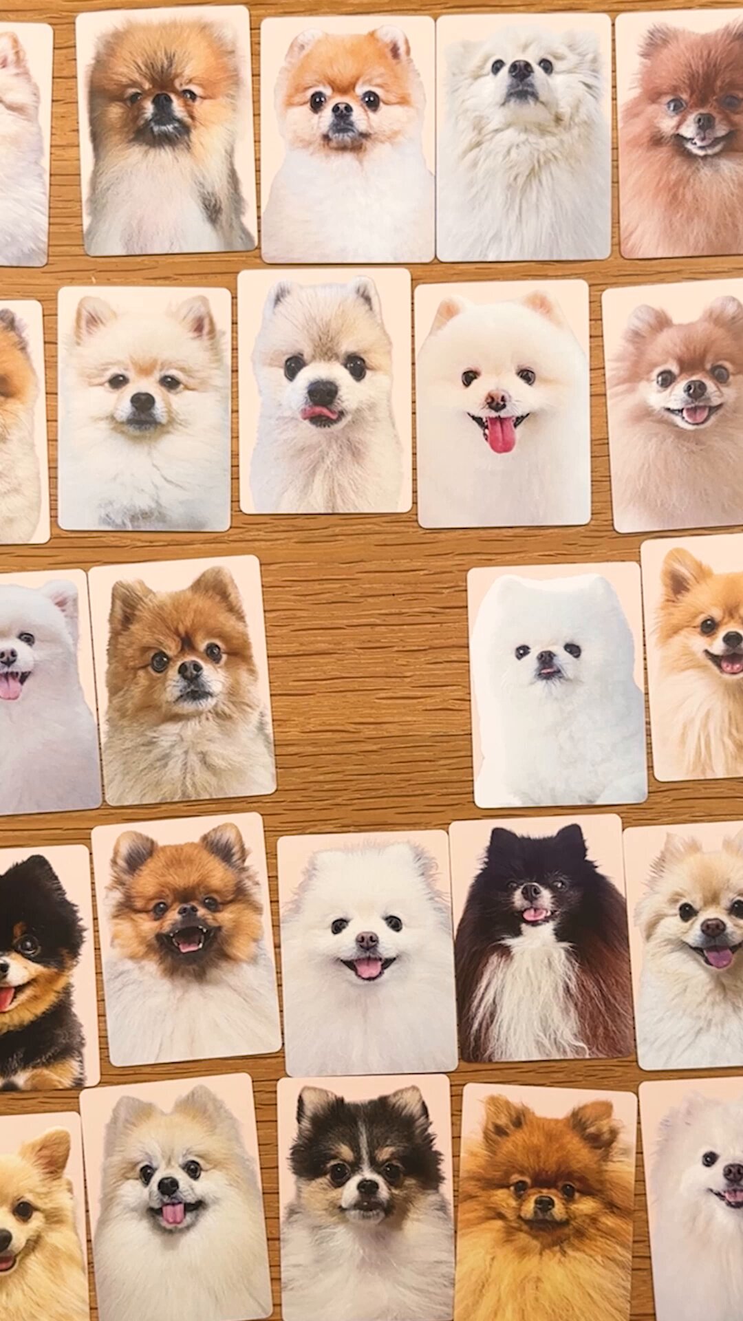 ポメころびです セガトイズ【ホビー・おもちゃ】ココさかだちして Premium