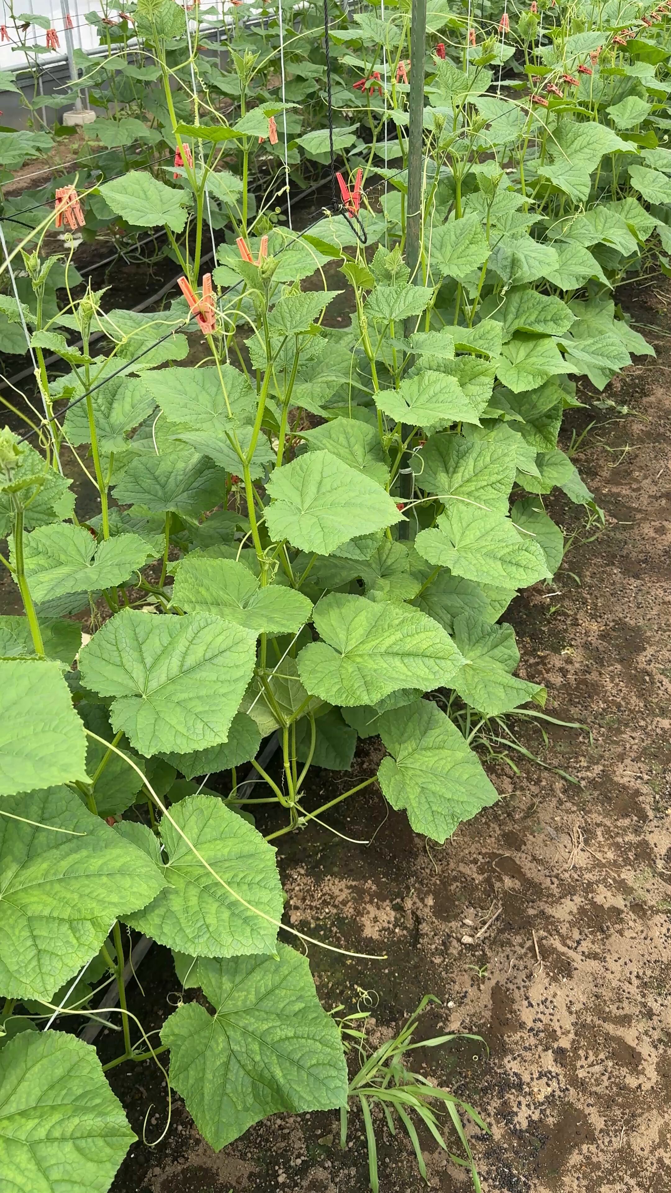 希少 中 オーガニックカレーリーフ 4年 タネも販売中 カレーリーフ苗