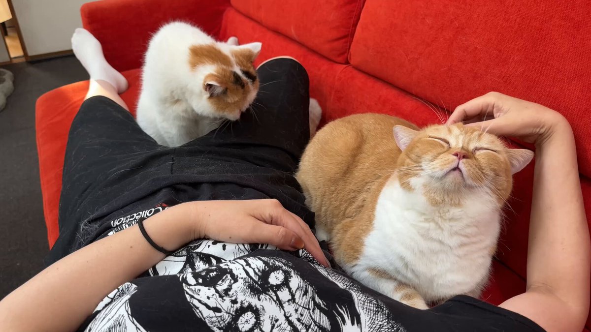 猫は液体 (@jirosan77) / Posts / X