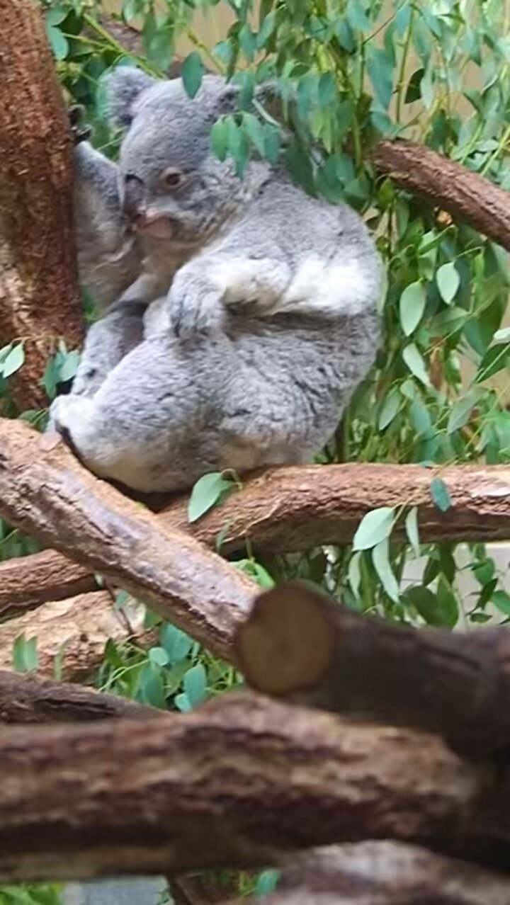 コアラ ふくちゃんと赤ちゃん🐨🐨 #コアラ #ふく #ふくベビー #動物園