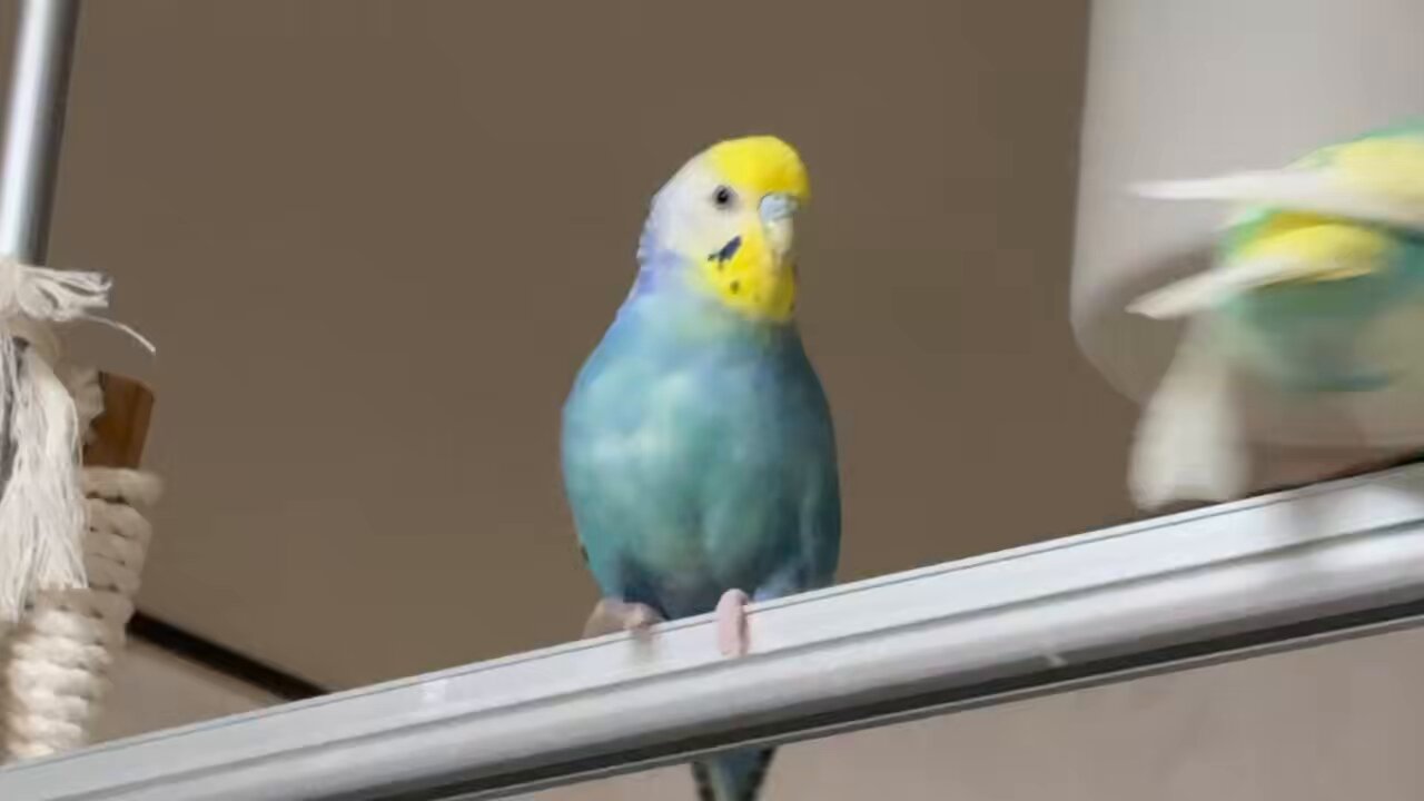 仲良しインコ ちーどん（ふっかちゃん命名ふかどん） on X: 