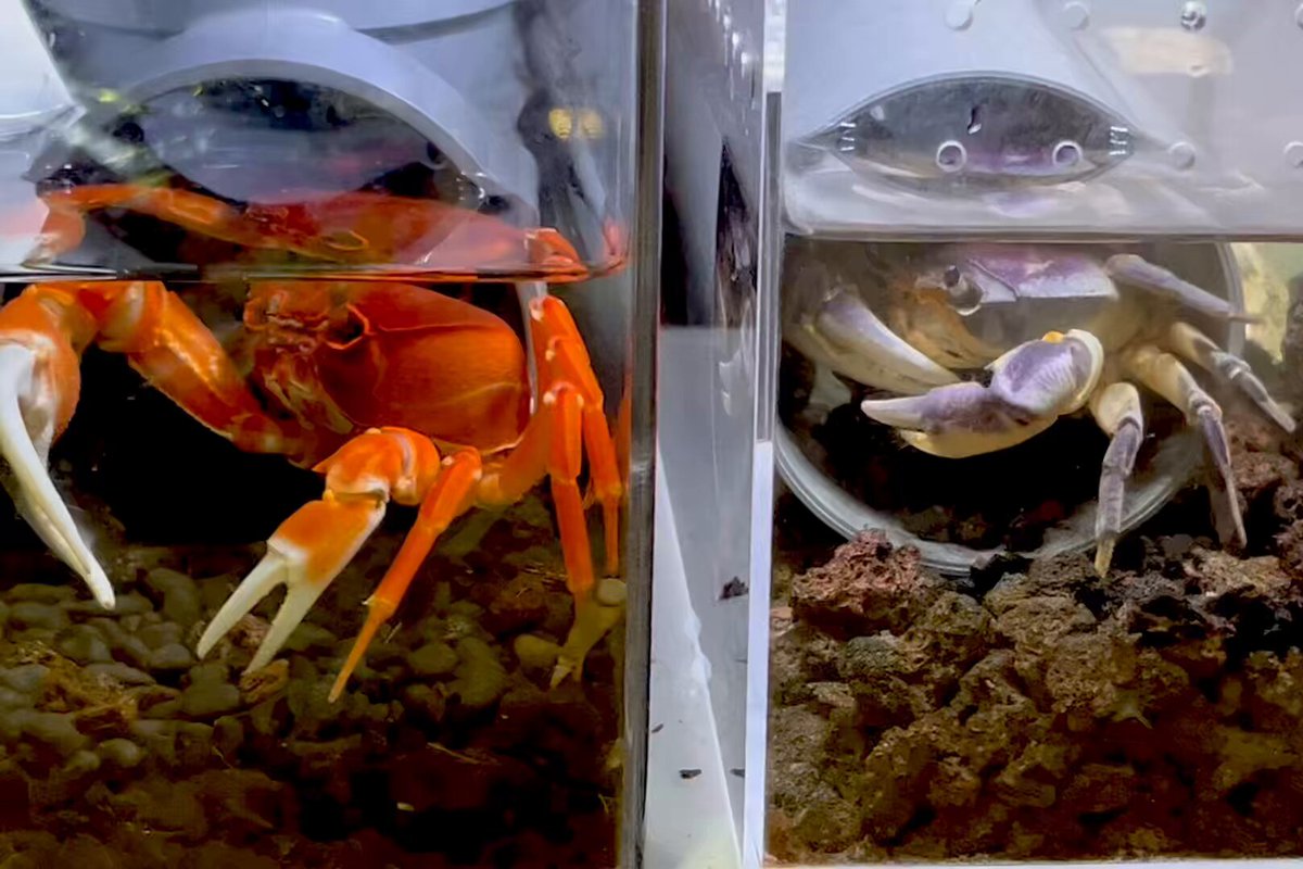 新品　美品　  spindleshanks crab カニ Shocking] The story of the rare luxury crab that appeared in