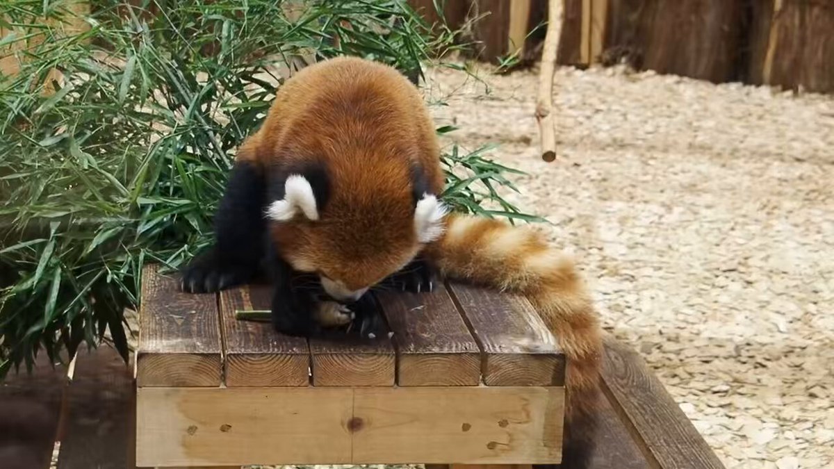 パンダ様 ケーセン（koesen） 歩くパンダ 小: 木のおもちゃ｜クレヨンハウス