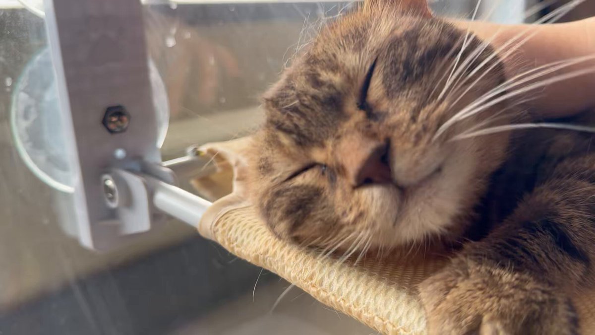 確認ページ♡猫ちゃん4匹♡フェレット10匹 -CBB-yhF_200x200.jpg