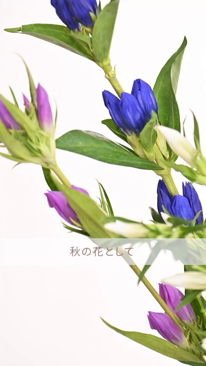 花花♡ページ　他の方購入不可 꽃 Hana on X: 