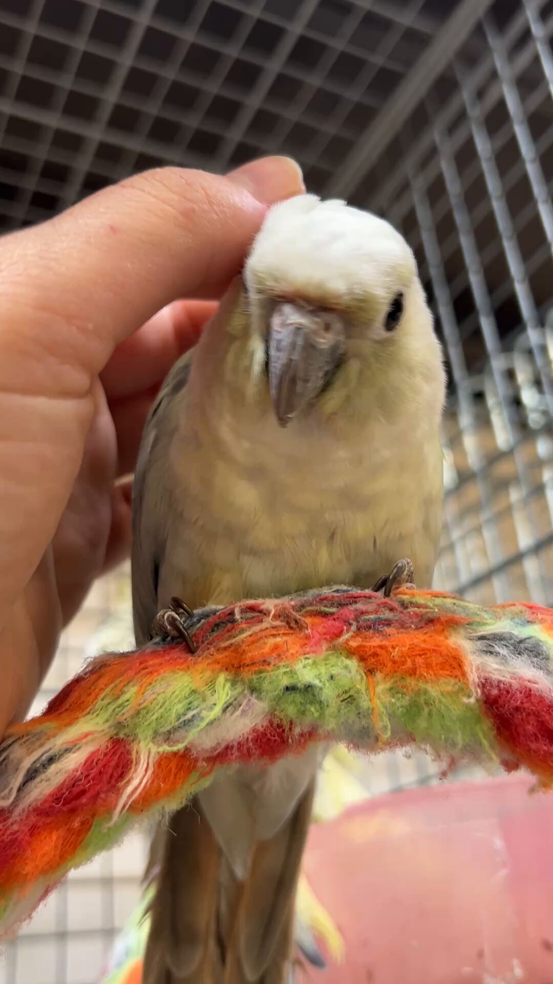 ミント – търсене / X