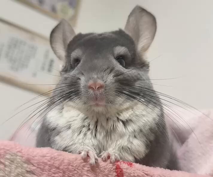 🐭プリンさん🐭 on X: 