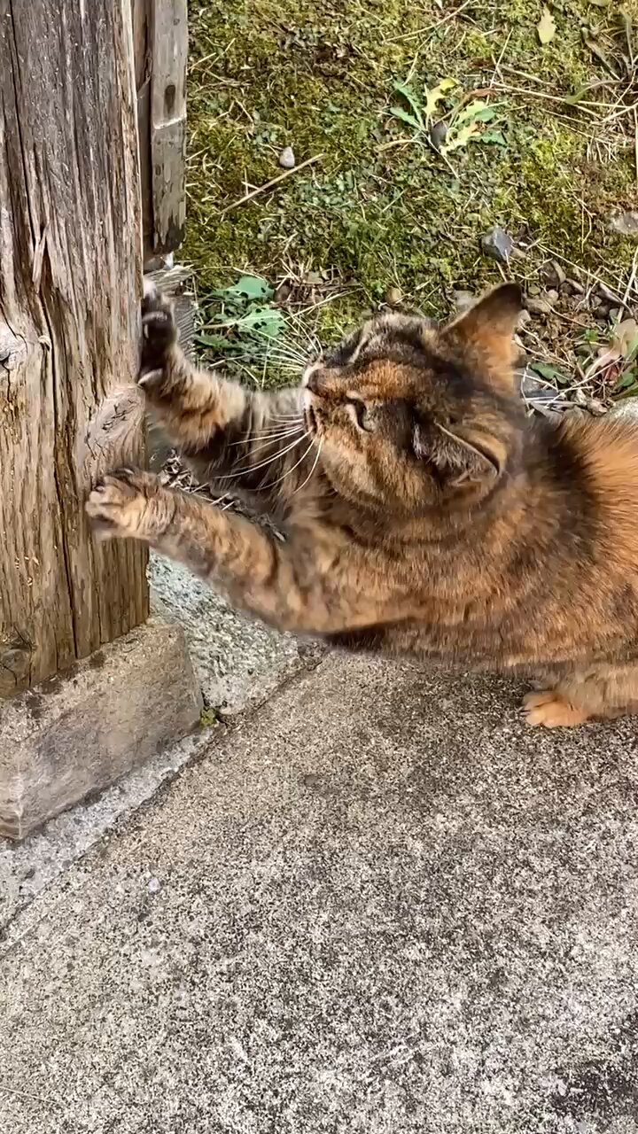 ねこ先輩 on X: 