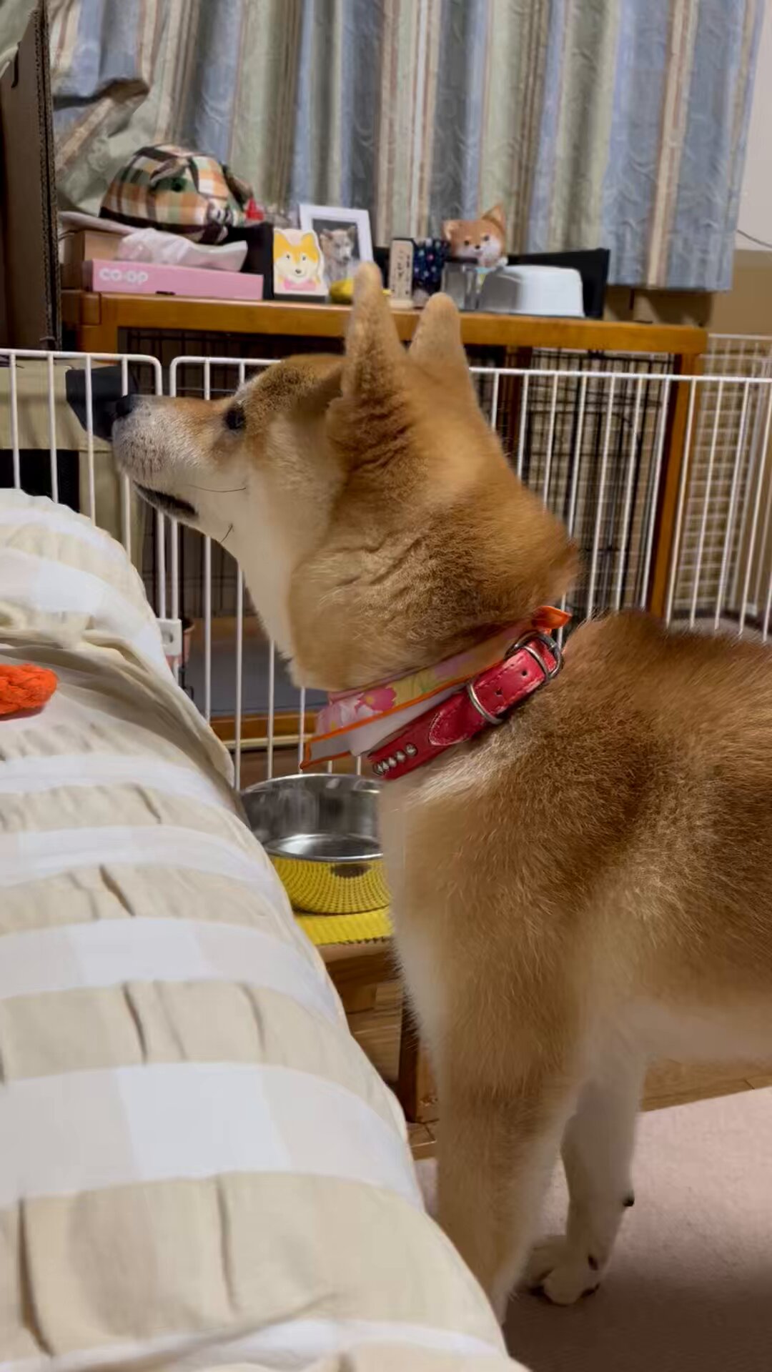 柴犬こめ0歳 (@shibainukome) / X