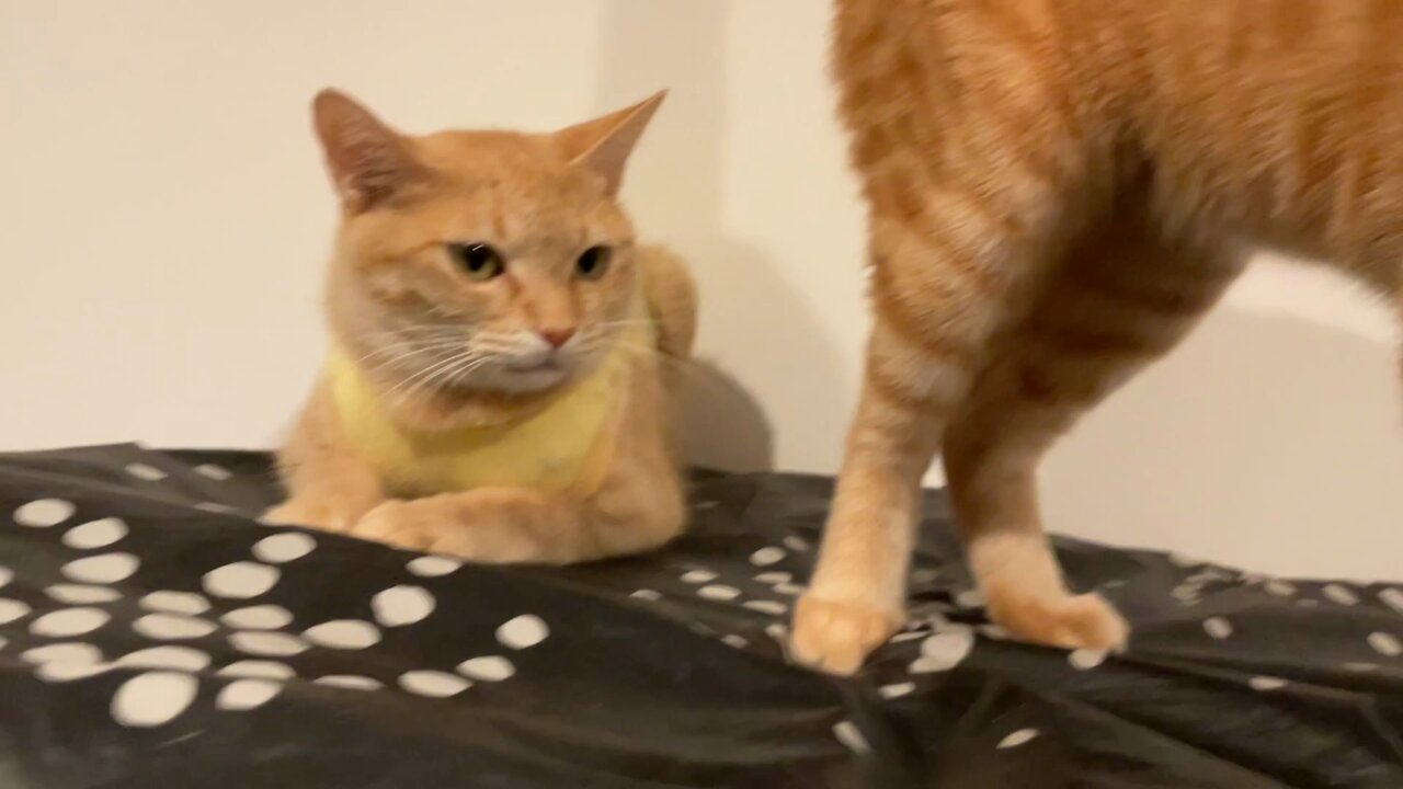 にゃん太ページ にゃん太通販＜三毛猫にゃん太のショッピングモール＞