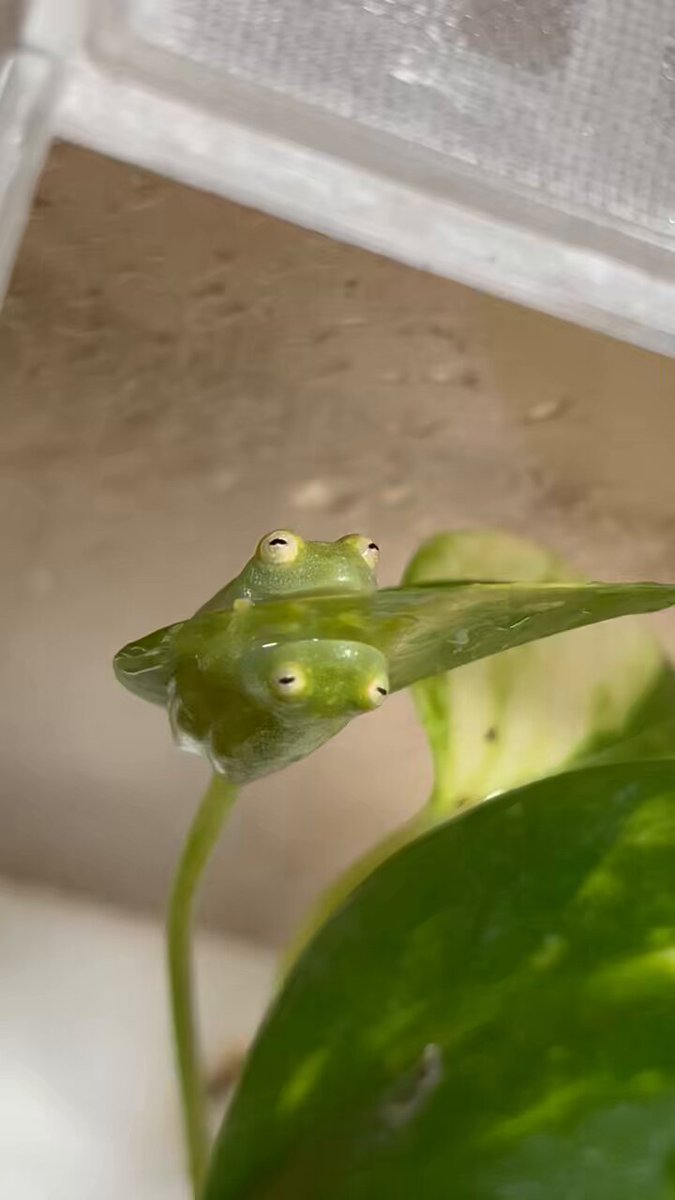 カエル♡ CANDLE ハタノ on X: 