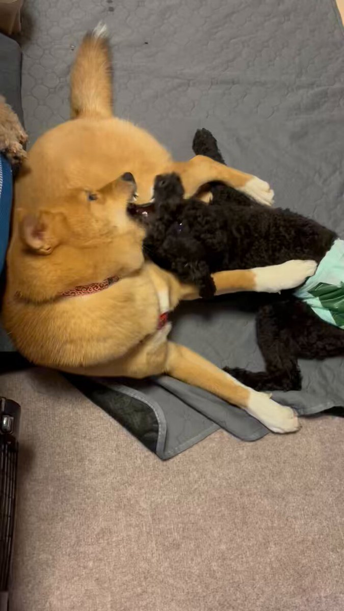 逃避夢/焼け犬 rectangle_large_type_2_6d37c4a