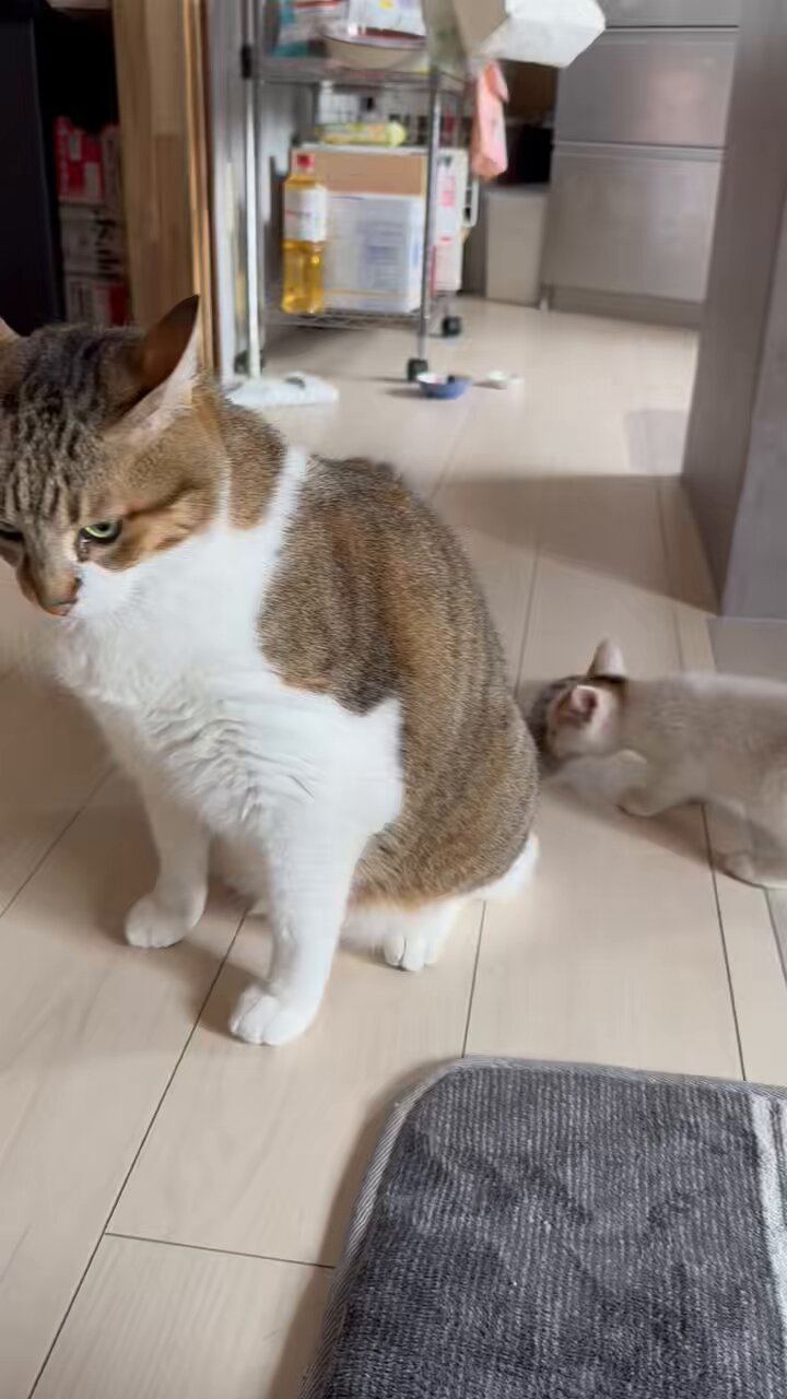 ︎ ︎︎︎︎︎ねこ好き もるきち on X: 
