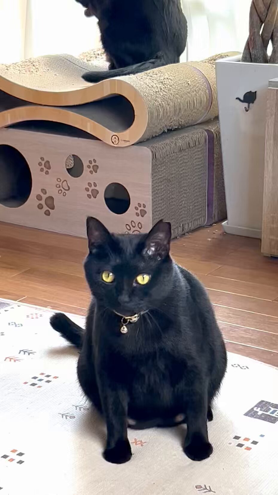 黒猫3 sddefault.jpg