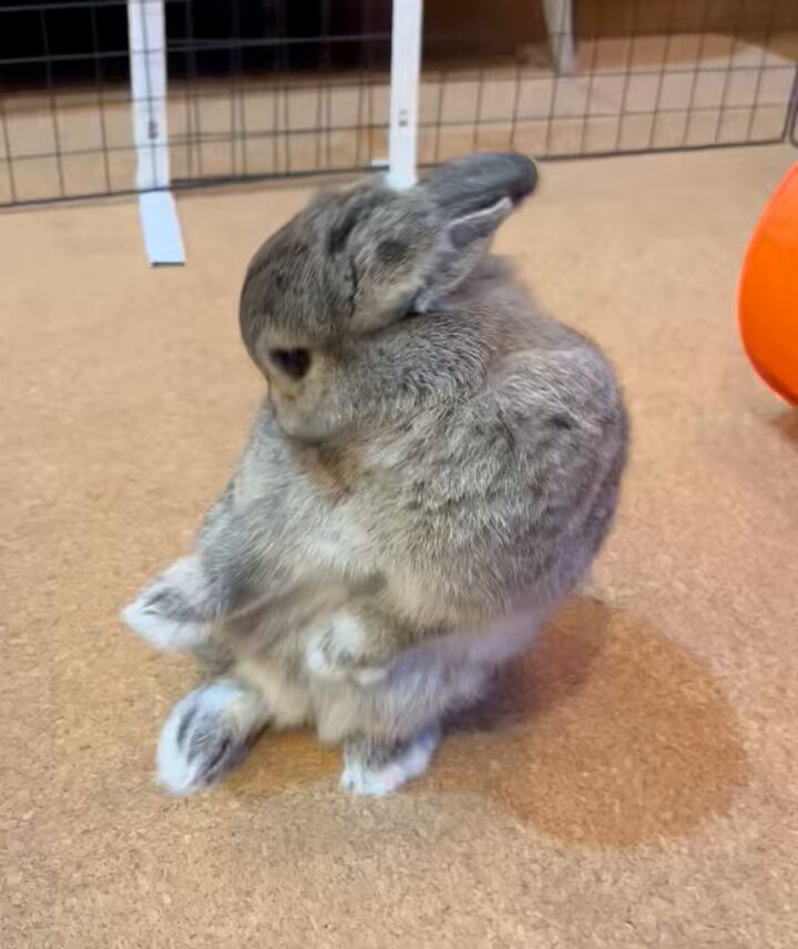 うさぎ HANSA 3313 白ウサギ 30 WHITE RABBIT うさぎ ぬいぐるみ