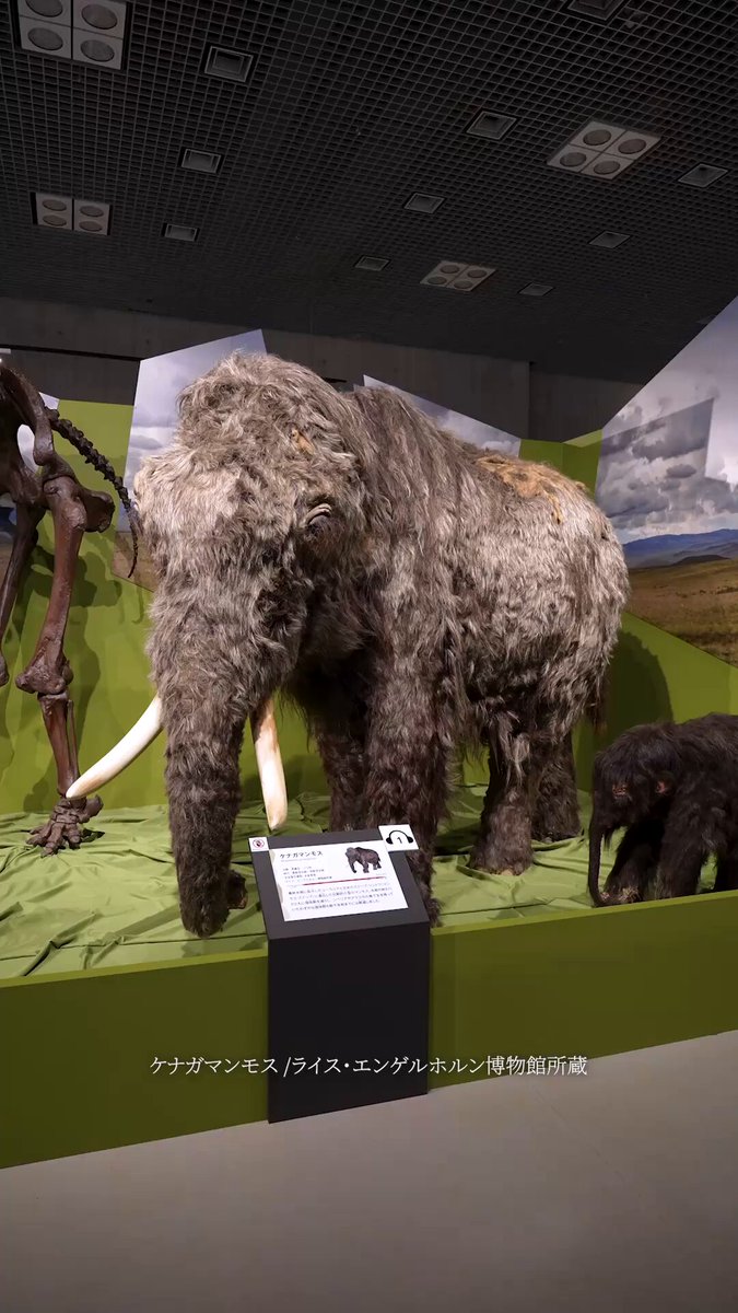 希少　氷河期マンモス標本標本 氷河期展の魅力を紹介｜貴重な復元模型 | TikTok