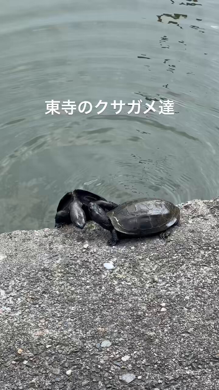 hazama 見えないものを見ようとして見上げた夜空のアンブレラ Mirror Mirror / Hashimero：Music Video - YouTube