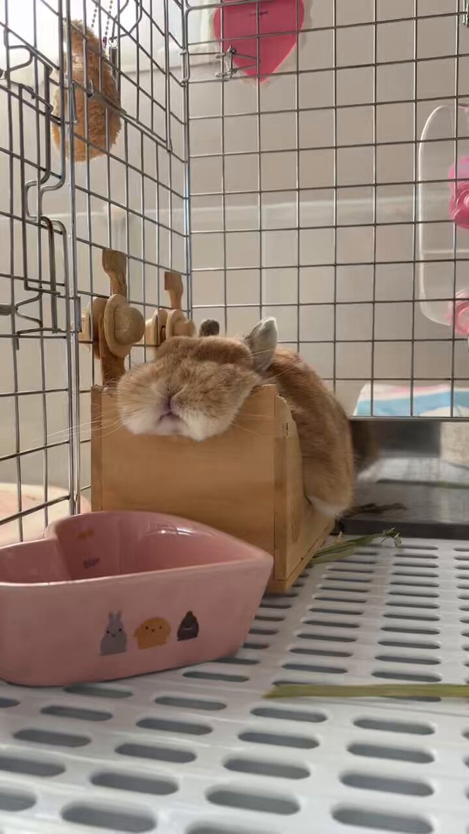 うさうさき♥3点おまとめ♥⁠◍⁠•⁠ᴗ⁠•⁠◍⁠)⁠❤ あぽ on X: 