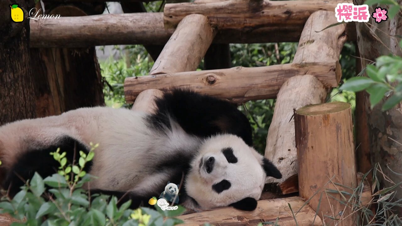 もののけ京都 英語版 Panda Parent and cub パンダの親子 もののけ京都 英語版 Panda Parent and cub パンダの親子