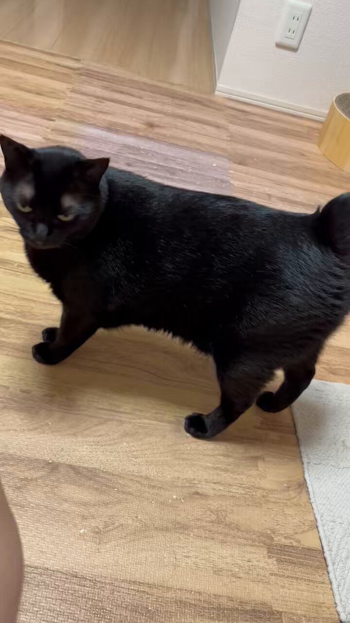 黒猫 黒猫が行方不明です！！ 今晩、300 W Franklin Street 付近で