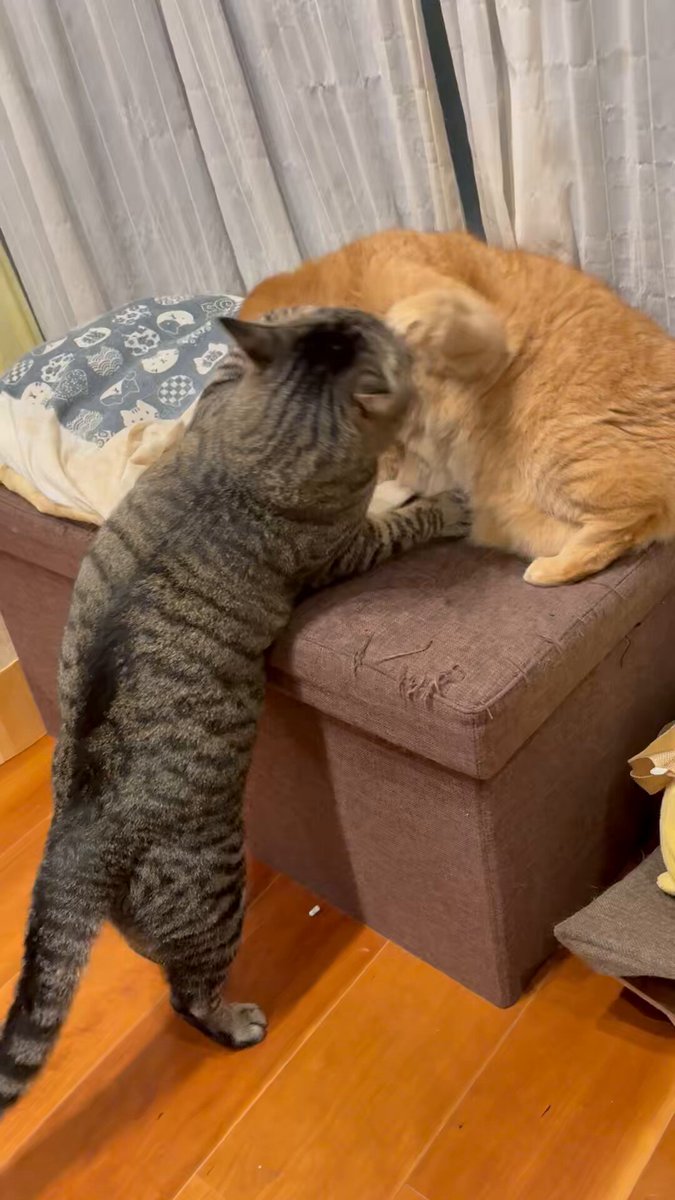 すずつむふう【我が家の可愛い猫's】 (@kagisuzu0531) / X