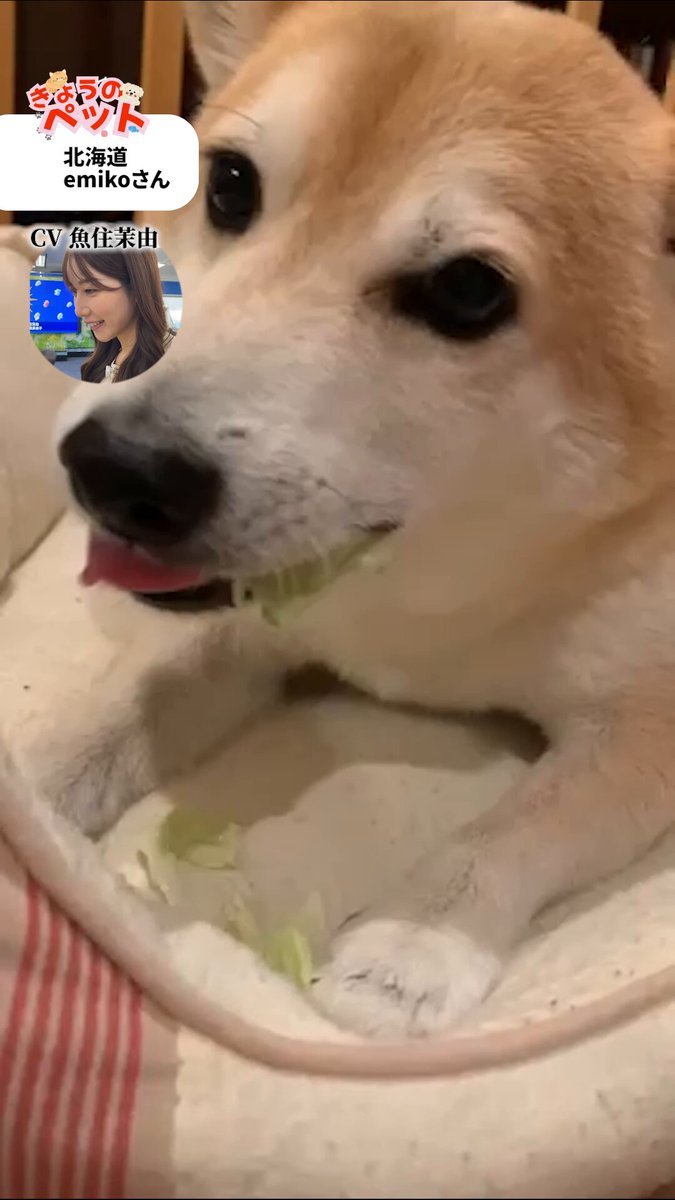 Video oleh @wni_live