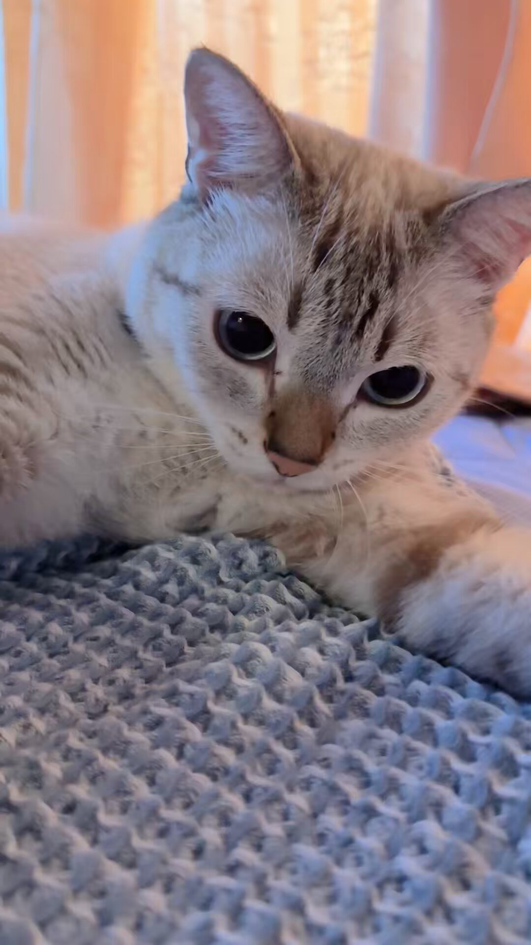 ふーか様 9.8オーダーオルゴナイト 猫ちゃん くまちゃん mirurikko*みるり on X: 