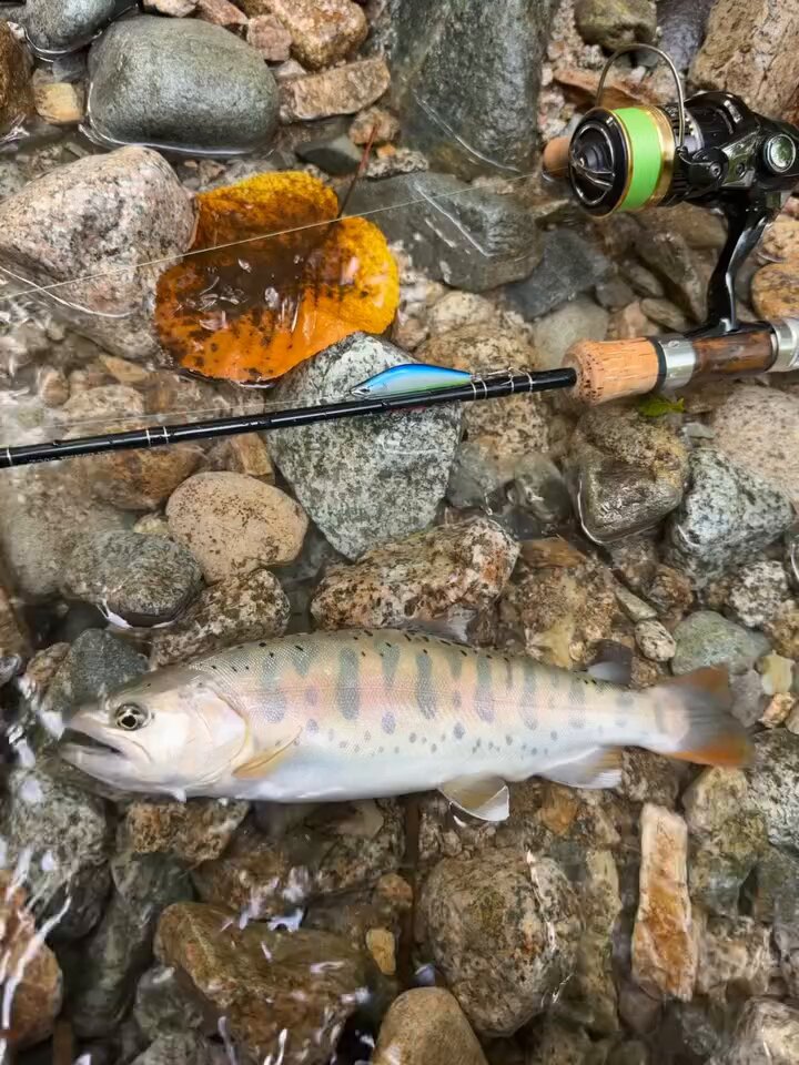 SHIMANO - Search / X
