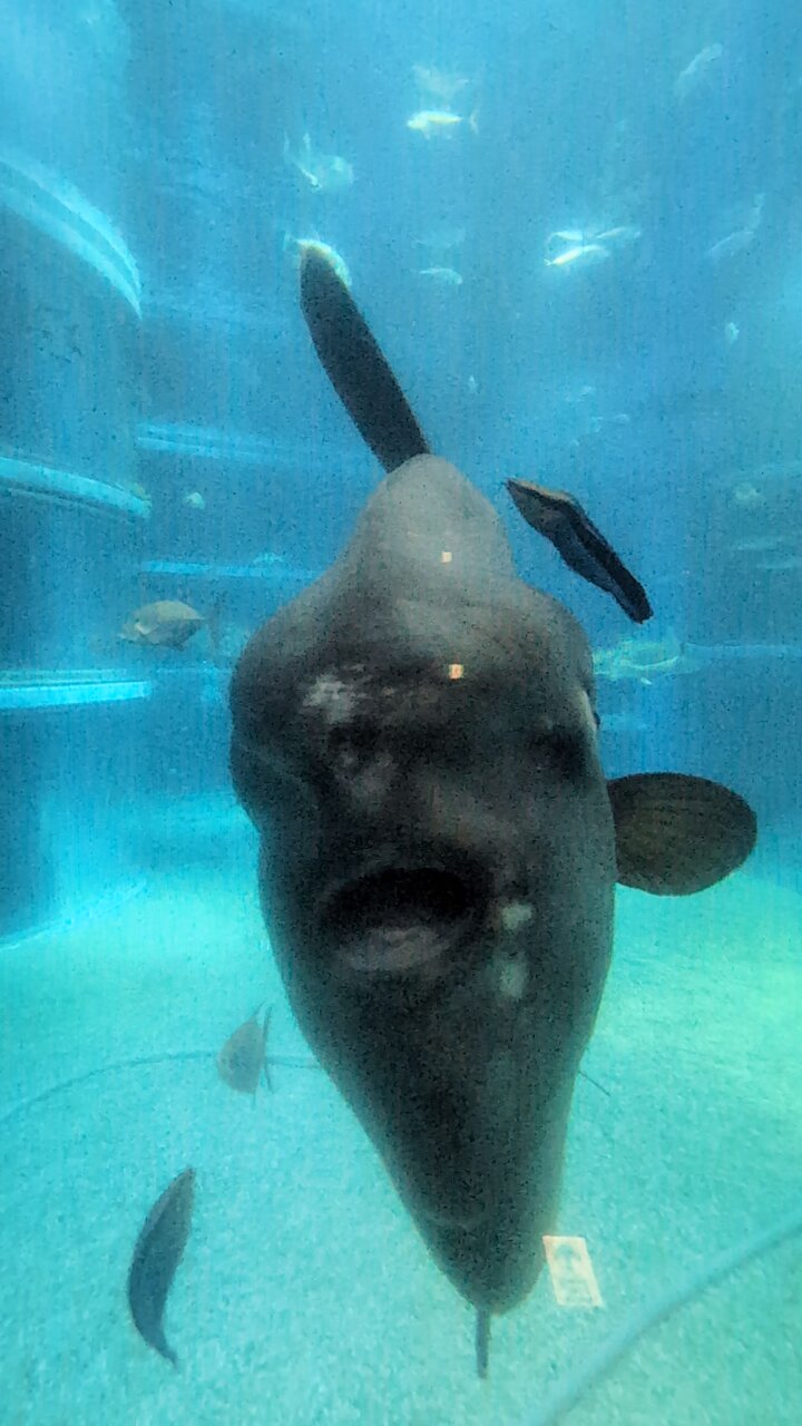 マンボウ - Search / X