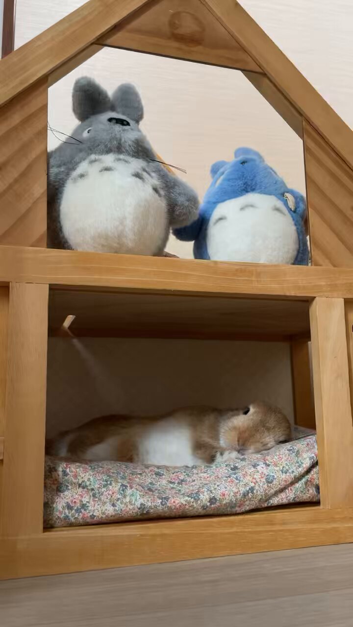 ちゃぶうさページ うさぎのちゃちゃんねる on X: 