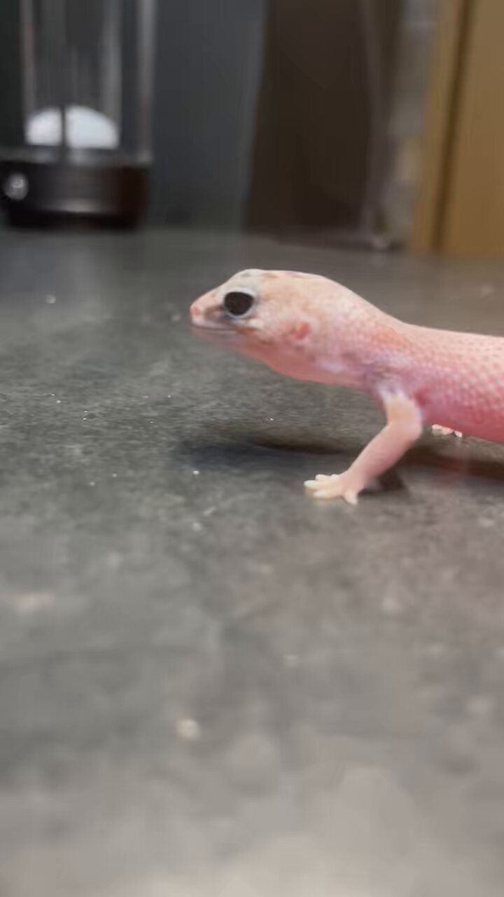 🦎Noir reptiles🦎10/5はちゅレプ新潟、10/18.19BIGレプ出店 on